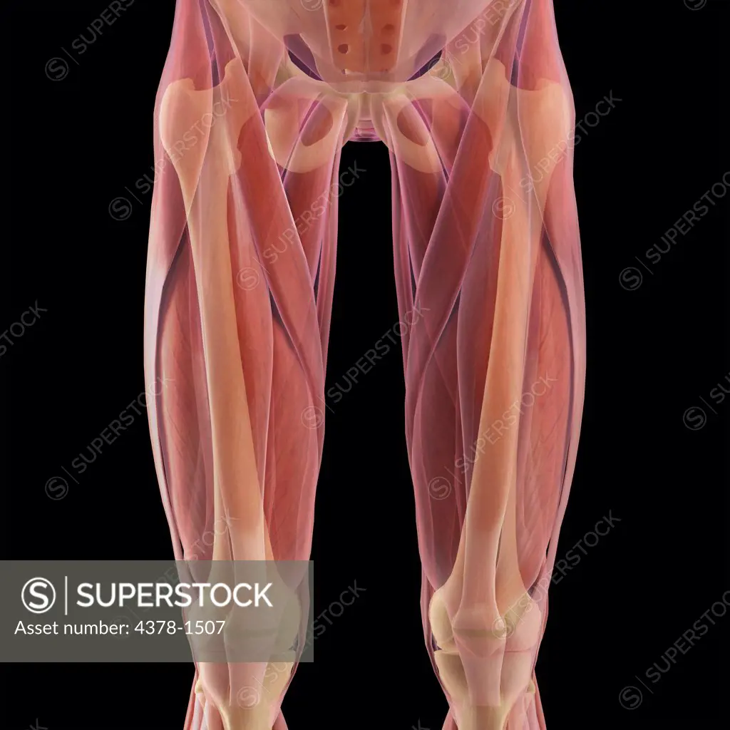 Anatomical model showing the femur and surrounding muscular system.