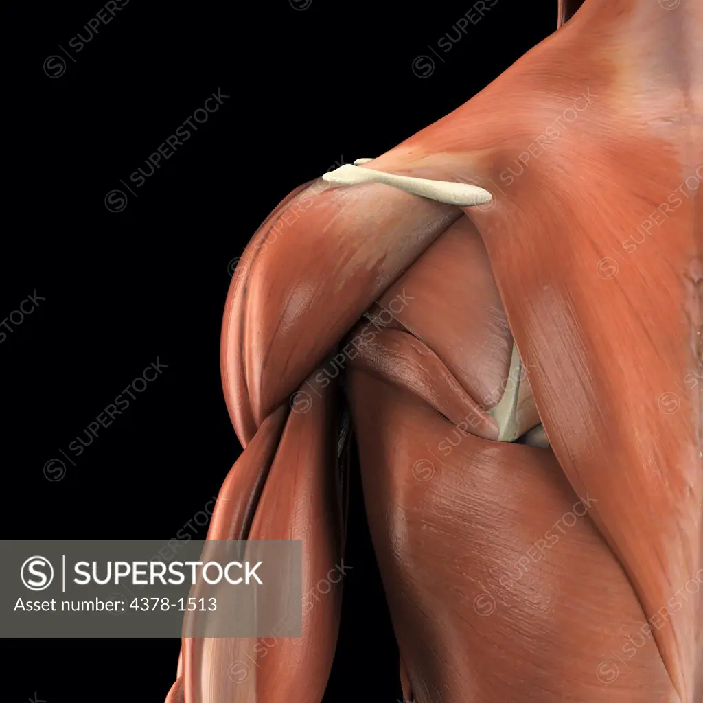 Anatomical model showing the deltoid muscles.