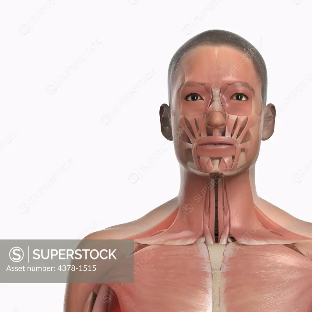 A human model showing muscles in the neck and face.