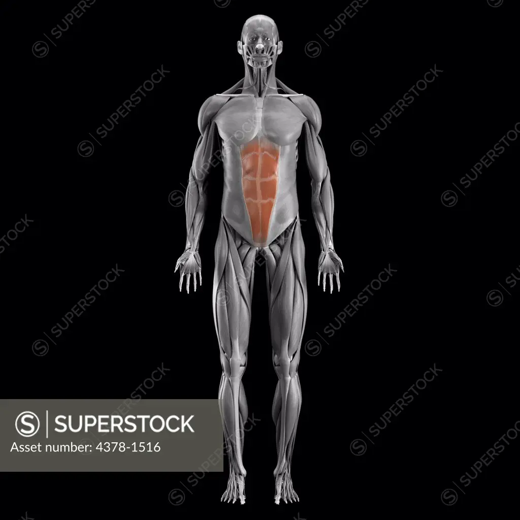 A human model showing the abdominal muscles.