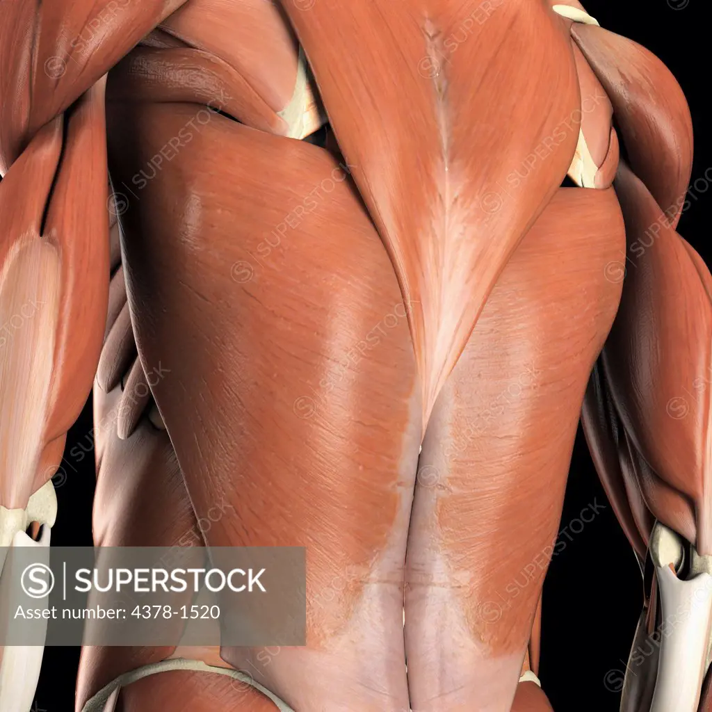 Anatomical model showing the latissimus dorsi muscles.