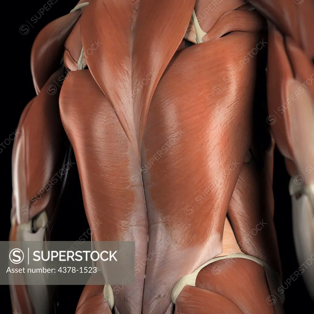 Anatomical model showing the latissimus dorsi muscles.
