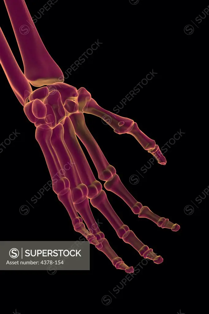 Stylized bones of the left hand and wrist.