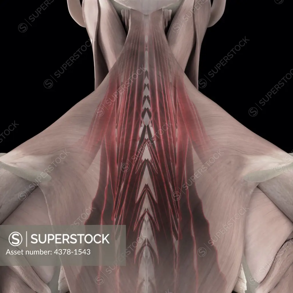 A human model showing the trapezius muscle.