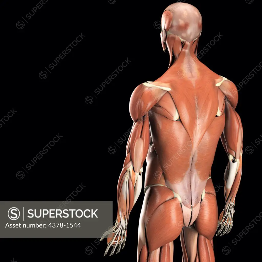 Rear three-quarter view of the muscles of the human body.