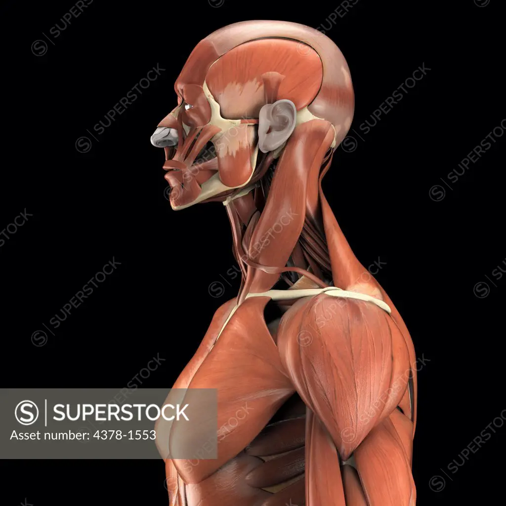 A human model showing the deltoid and pectoralis major as well as muscles in the neck and face.
