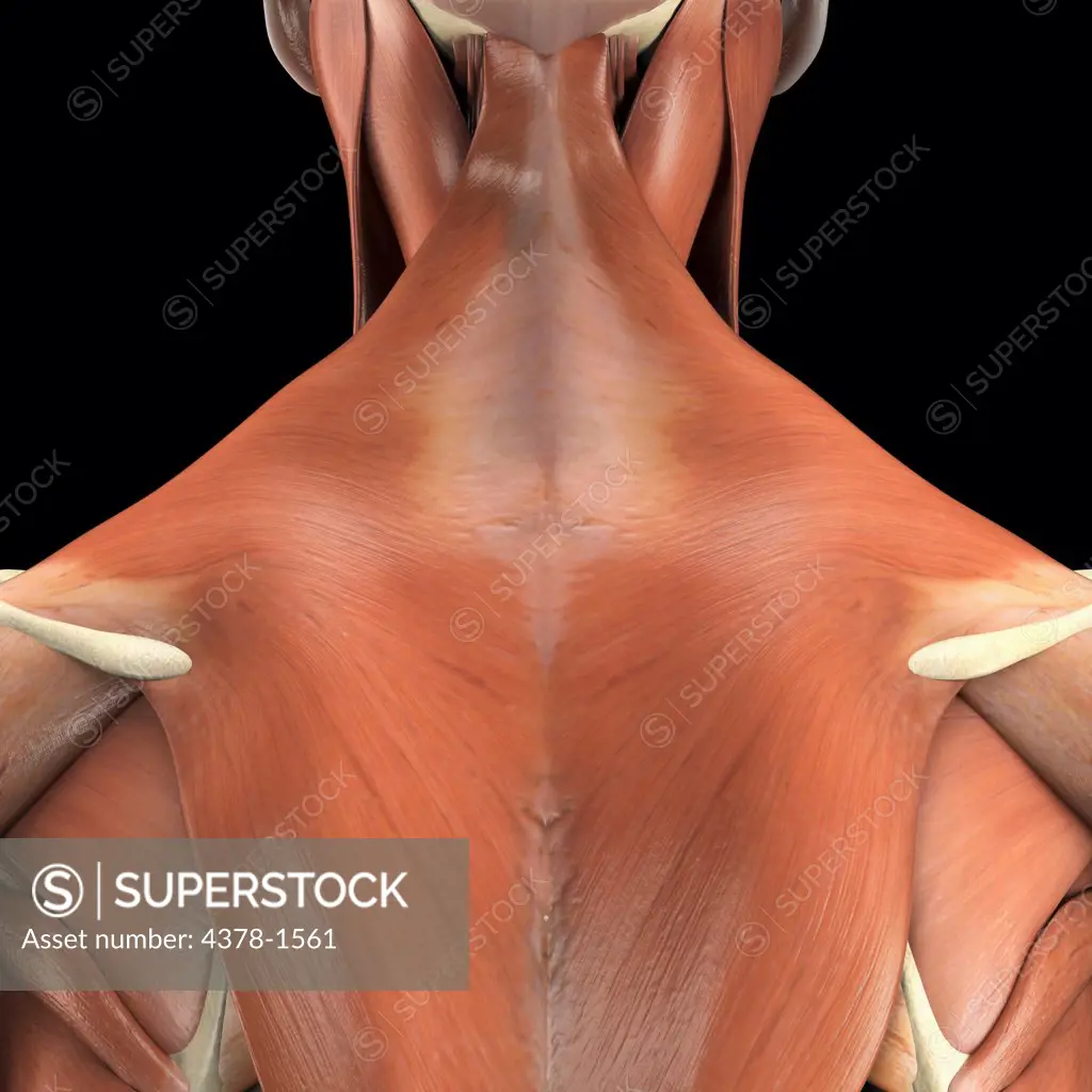 Anatomical model showing the trapezius.