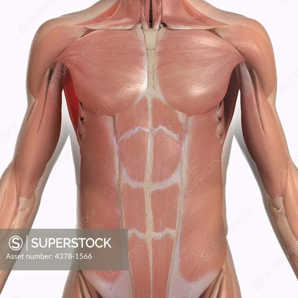Anatomical model showing the pectoralis major and abdominal muscles.
