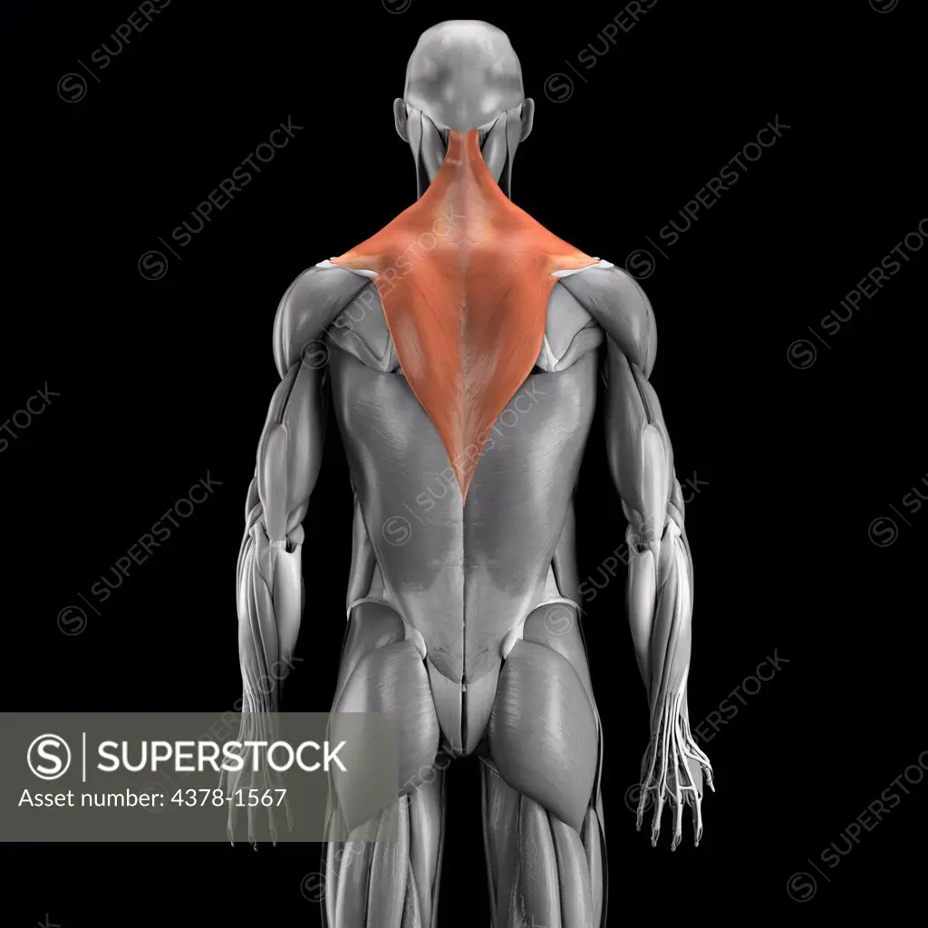 Anatomical model showing the trapezius muscles.