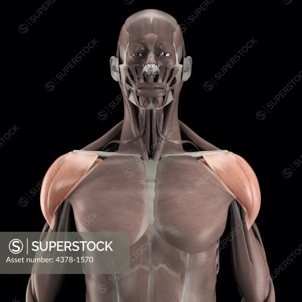 A human model showing the deltoid muscle.