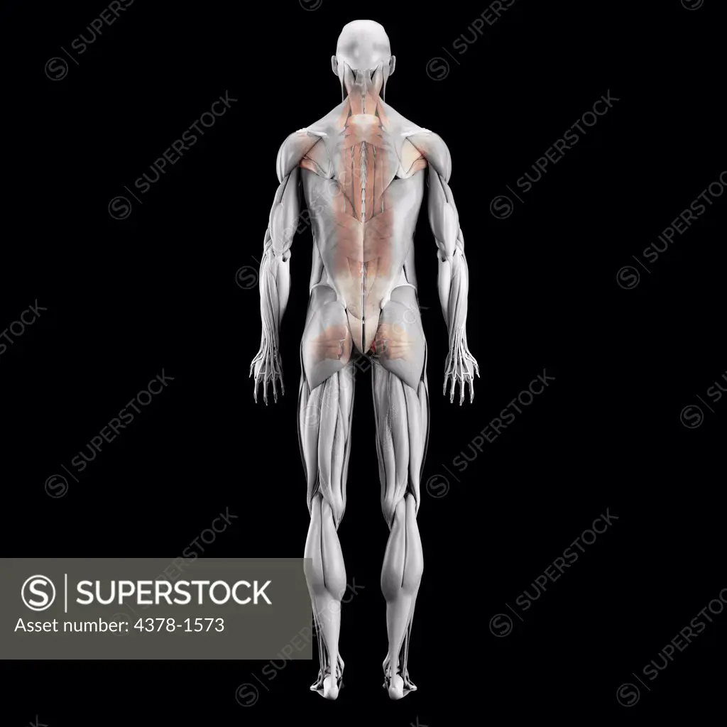 Anatomical model showing the back muscle system.