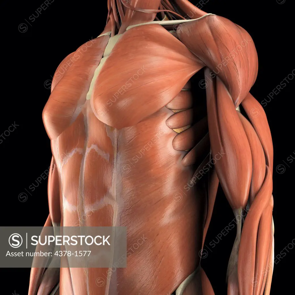Anatomical model showing the pectoralis major, deltoid, biceps brachii and abdominal muscles.