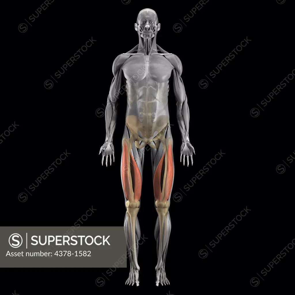 A human model showing the vastus muscles.