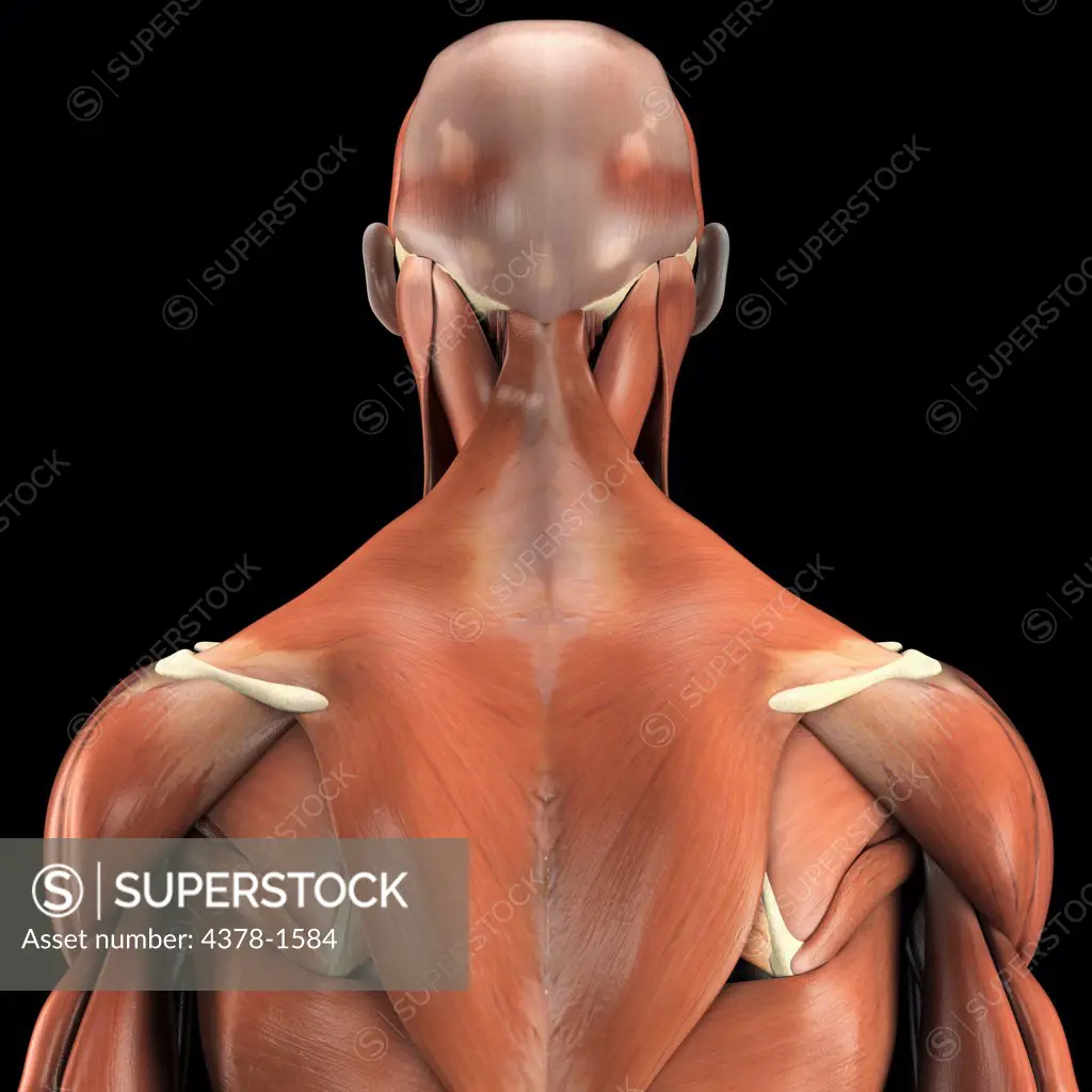 A human model showing the deltoid and trapezius as well as muscles in the neck and face.