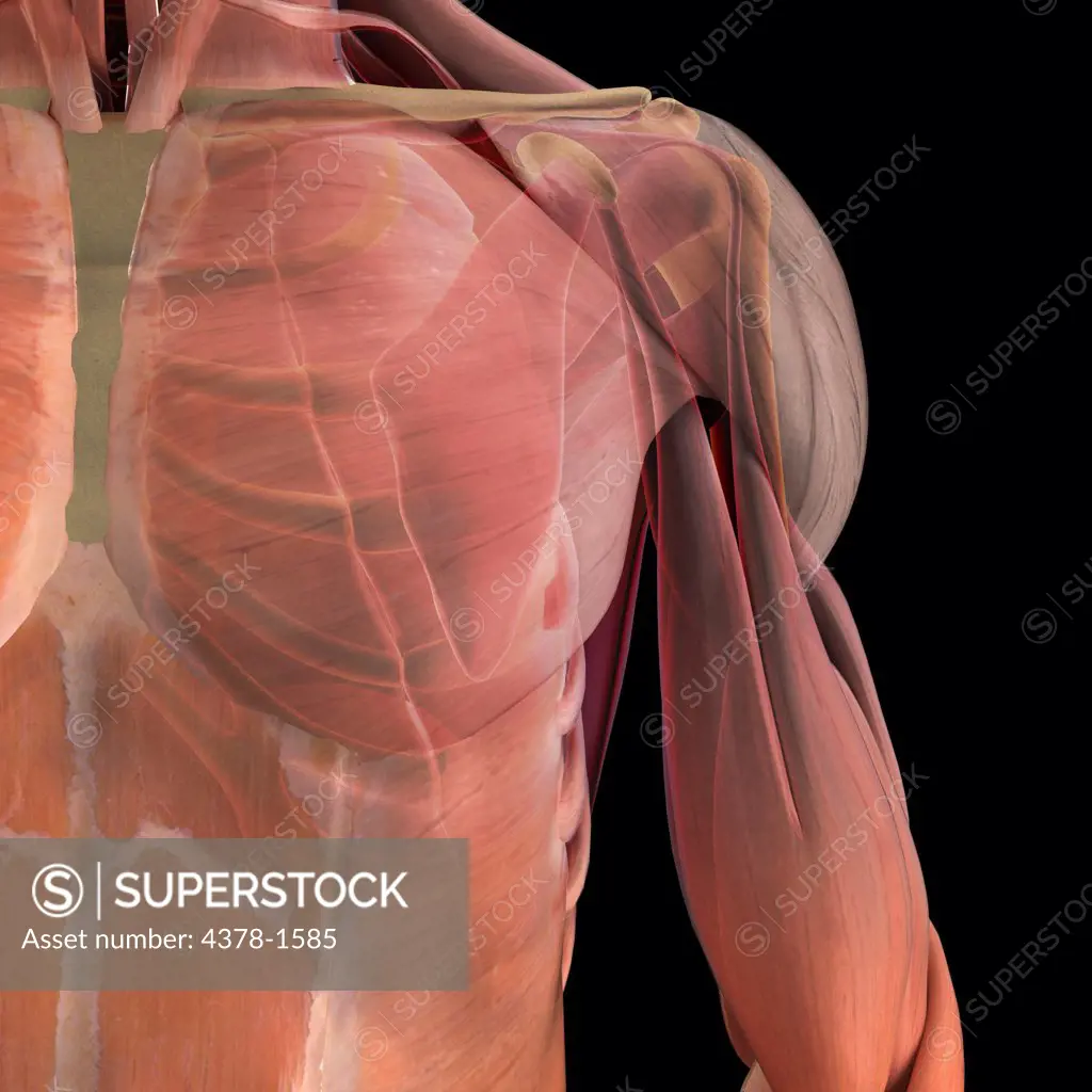 Anatomical model showing the deltoid, biceps brachii and scapula.