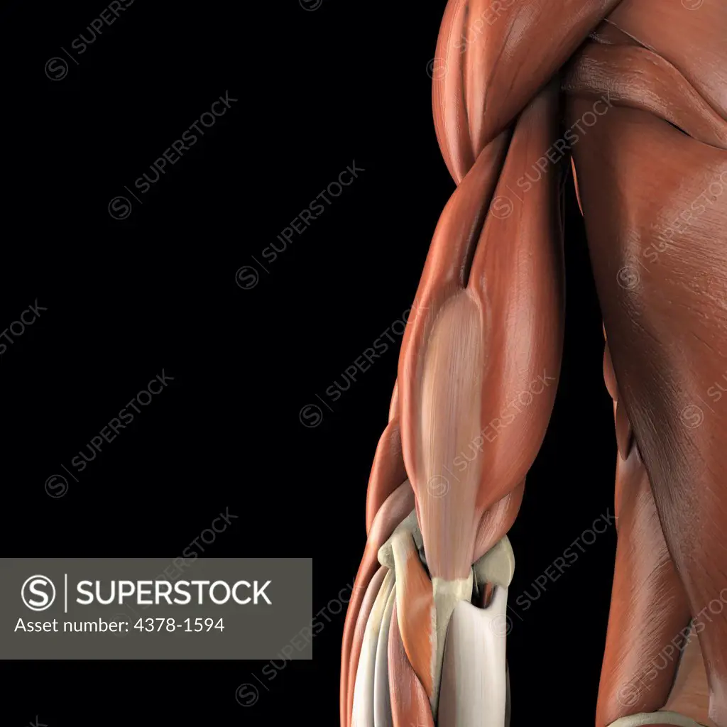 Anatomical model showing the triceps muscle.