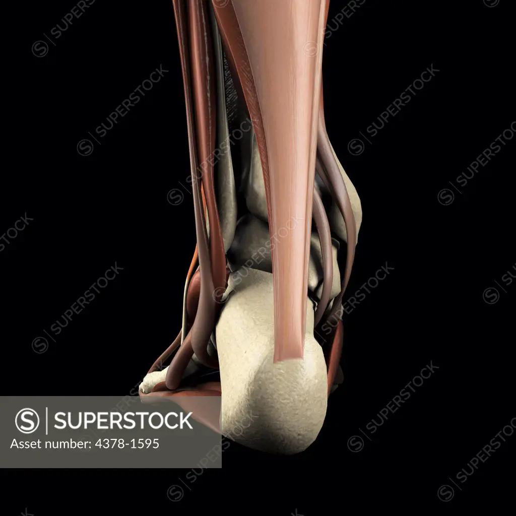 A human model showing the Achilles tendon.