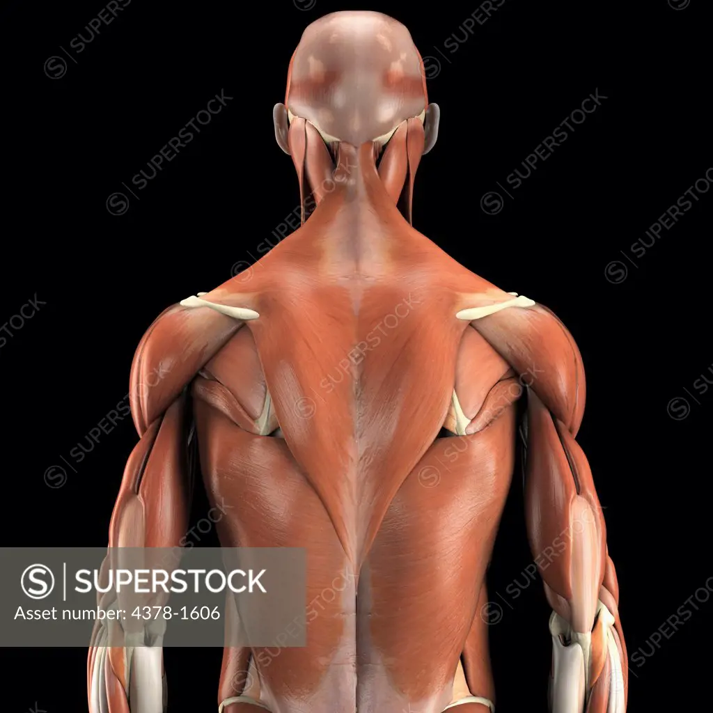 Anatomical model showing the trapezius, deltoid and latissimus dorsi muscles.