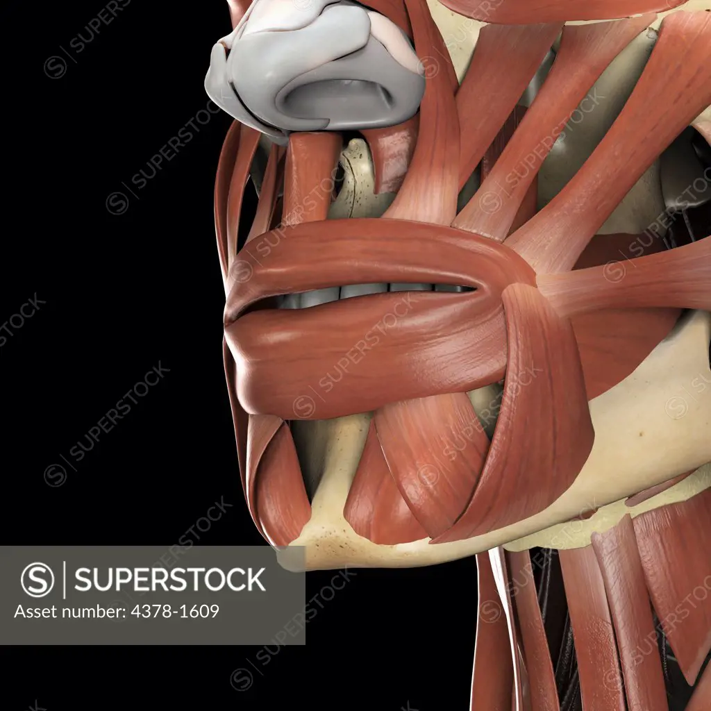 A human model showing muscles in the face.
