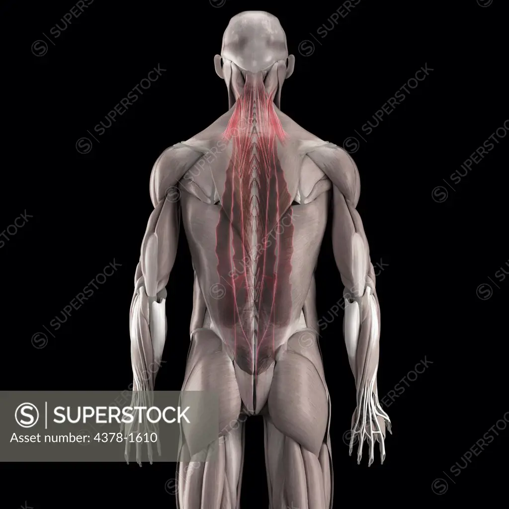 Anatomical model showing the human muscular system and transversospinalis.