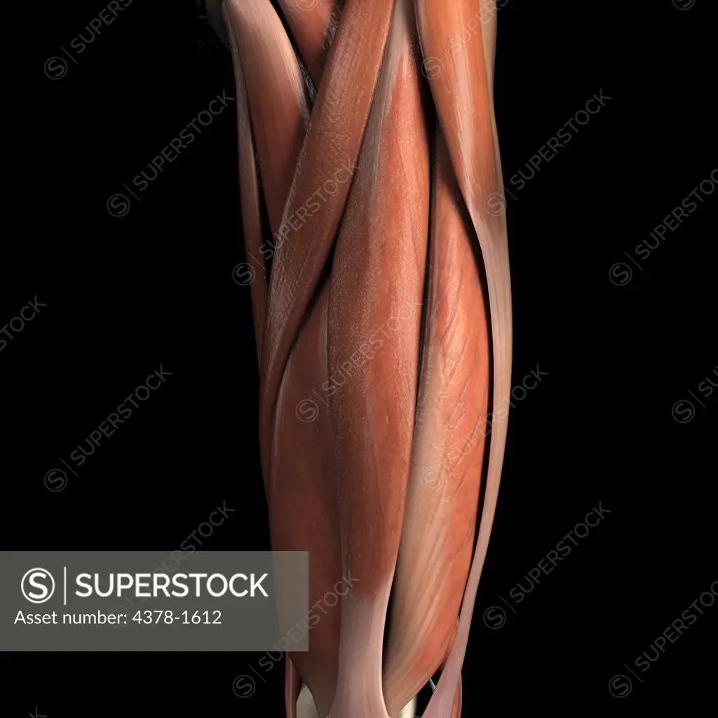 Anatomical model showing part of the human muscular system.