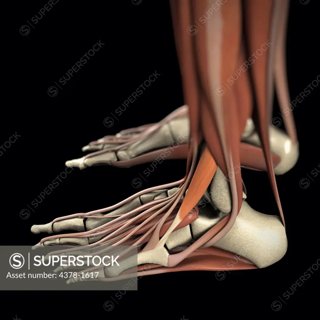 A human model showing the foot and leg muscles.