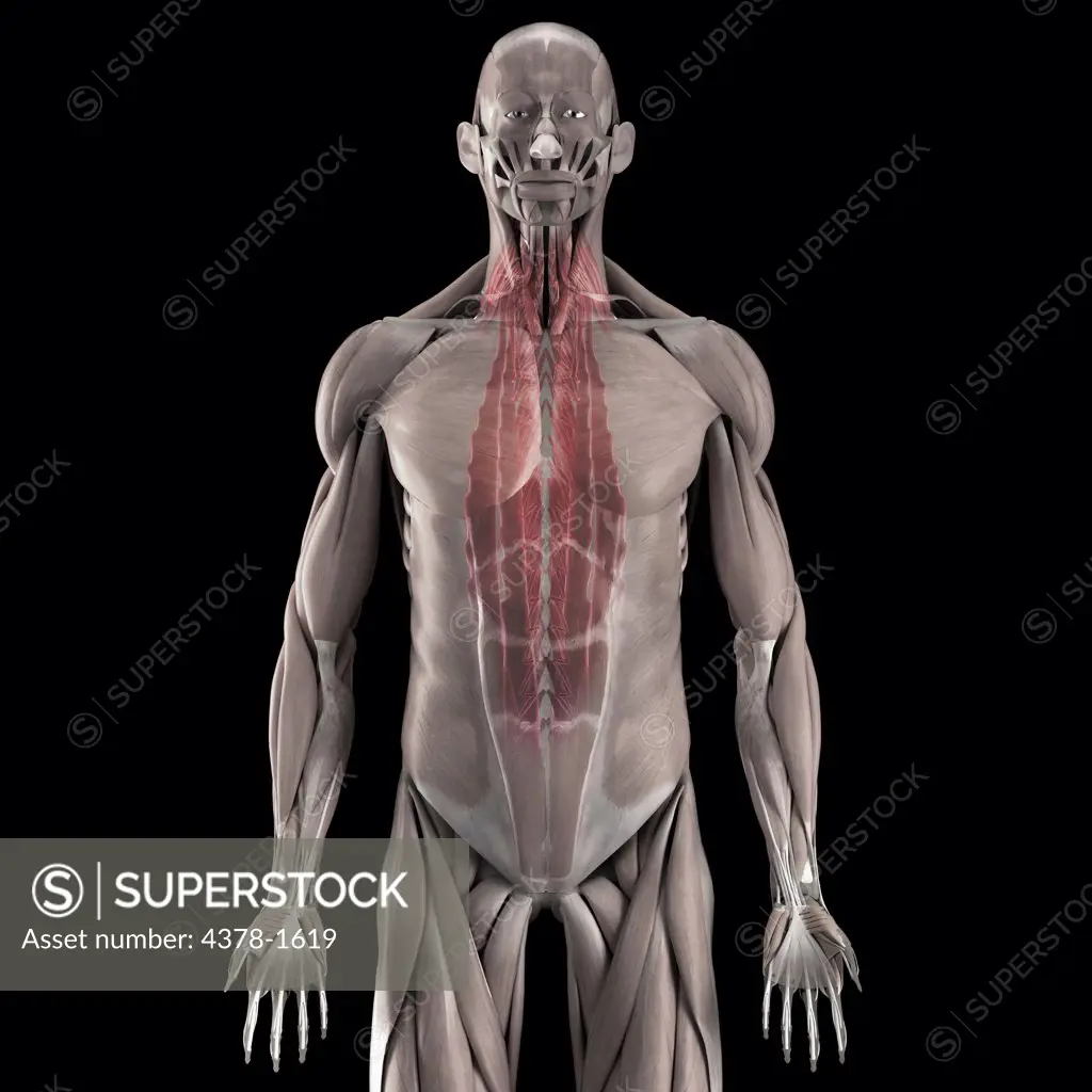 Anatomical model showing the human muscular system and transversospinalis.