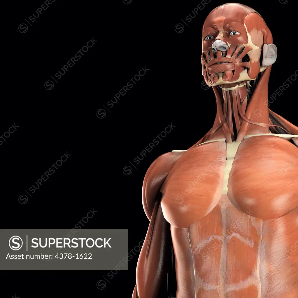 Anatomical model showing the deltoid, pectoralis major and rectus abdominis muscles.