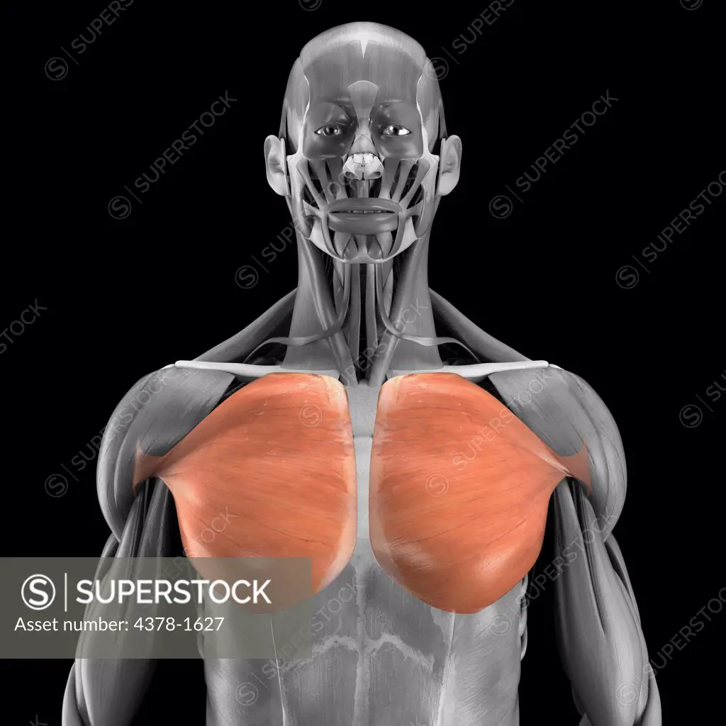 A human model showing the pectoralis major muscle.