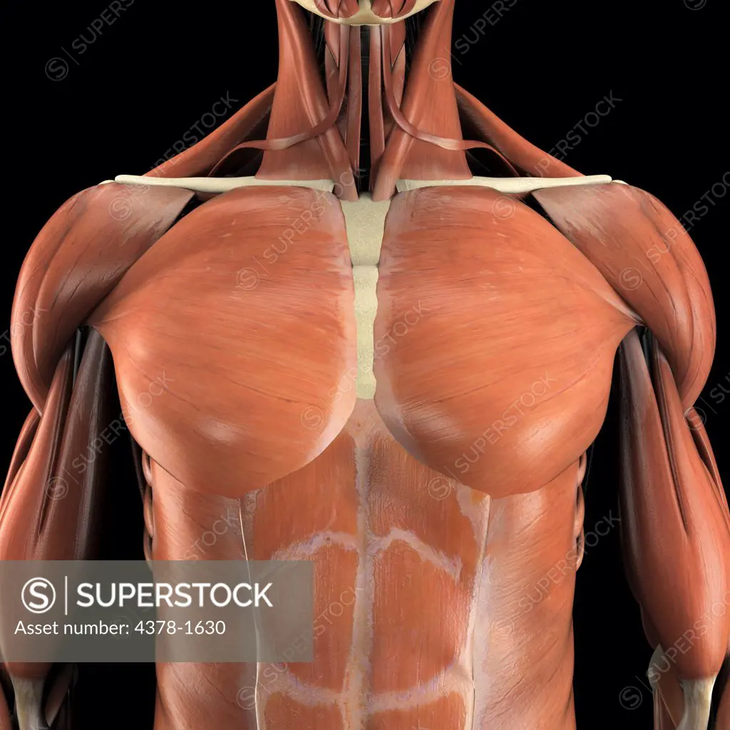 Anatomical model showing the pectoralis major and abdominal muscles.