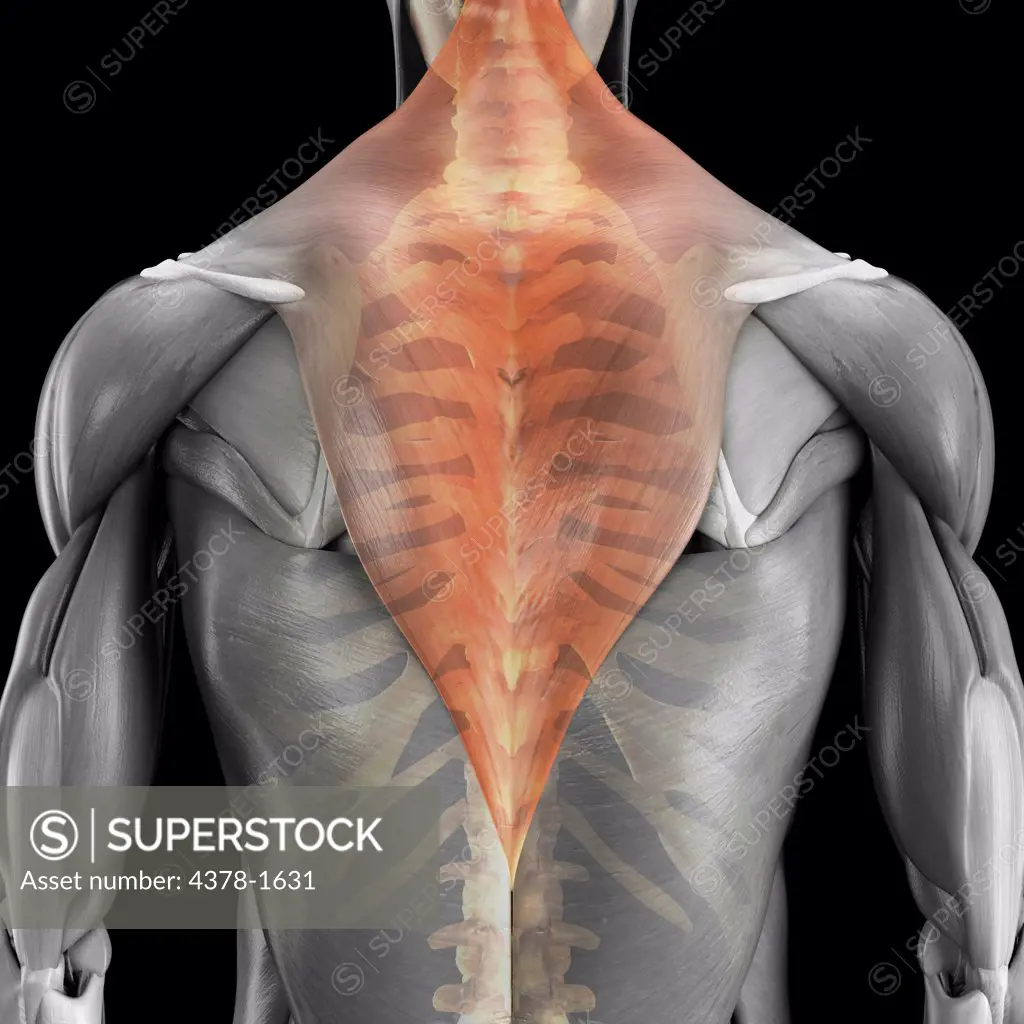 Anatomical model showing the trapezius muscles.