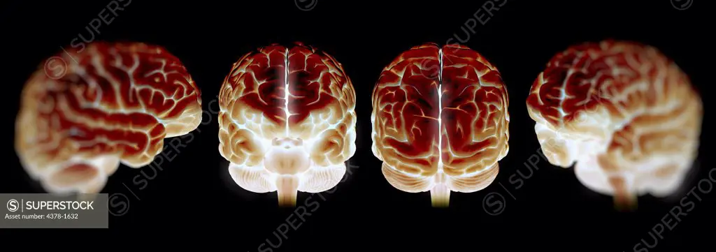 Four illuminated models of the human brain.