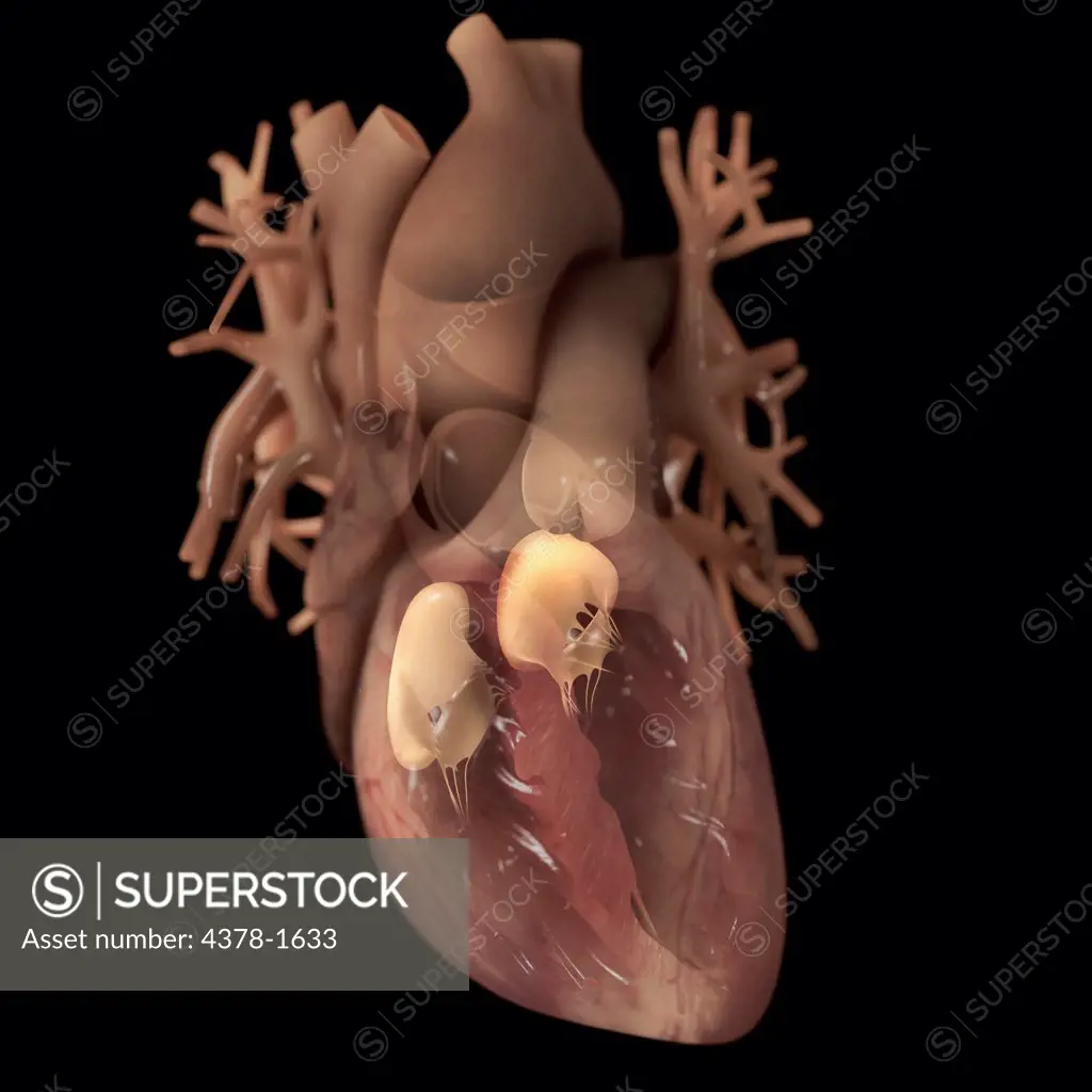 Diagram of a heart, showing an anterior cut. The valves are highlighted also.