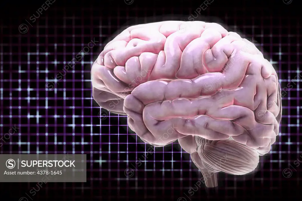An illuminated, digital diagram of a human brain.