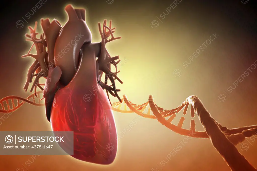 Diagram of a heart, surrounded by a string of DNA.