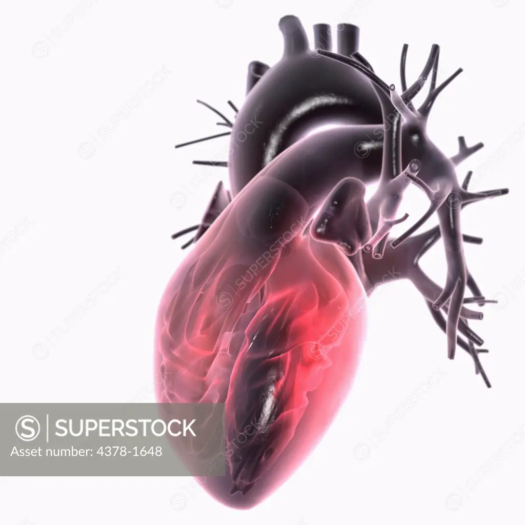 Diagram of a heart.