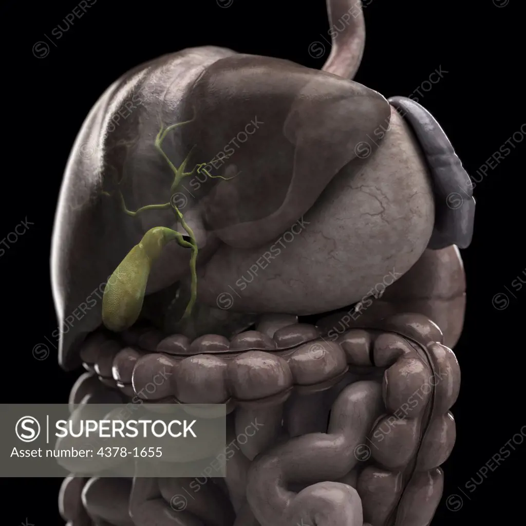 Anatomical model of the human digestive system showing the gallbladder.