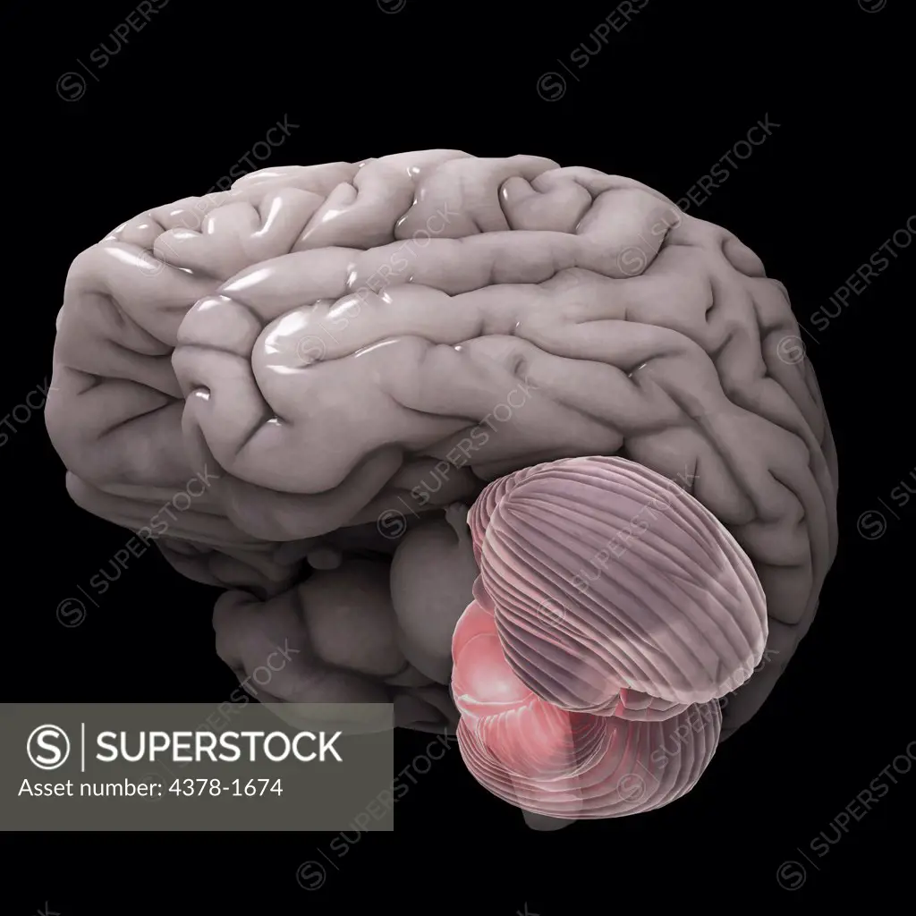 A stylized model of a human brain.