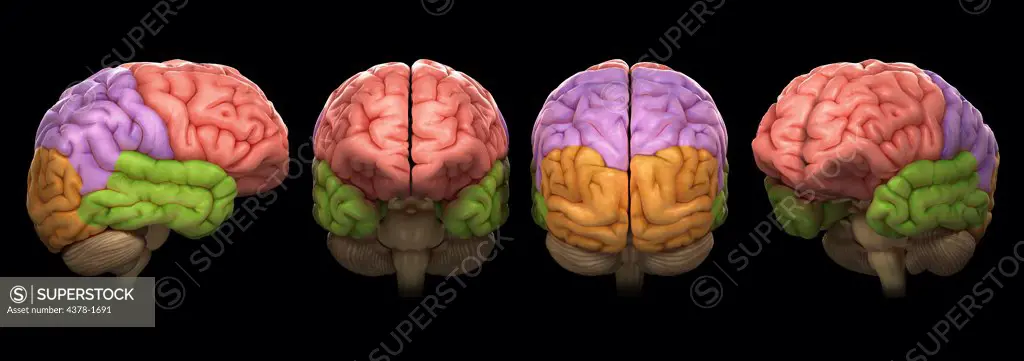 Four models of the human brain, isolating different lobes with color.