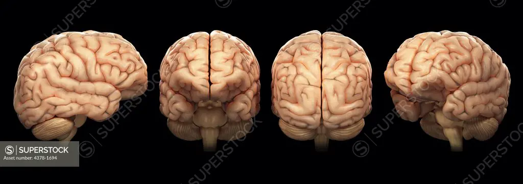 Four models of the human brain.