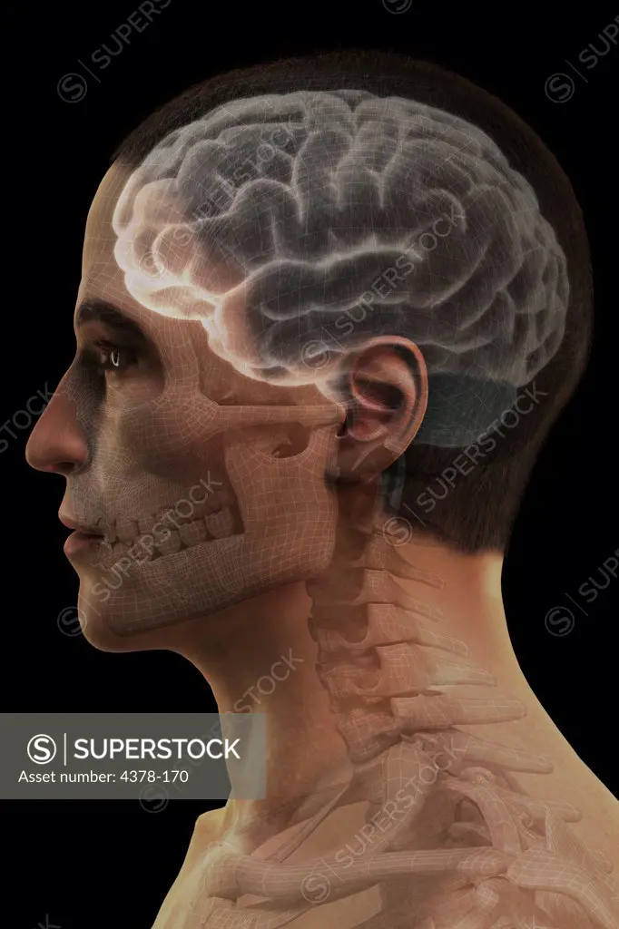 Stylized side view of the head and neck showing the brain within the head. The internal anatomy has a wireframe appearance.