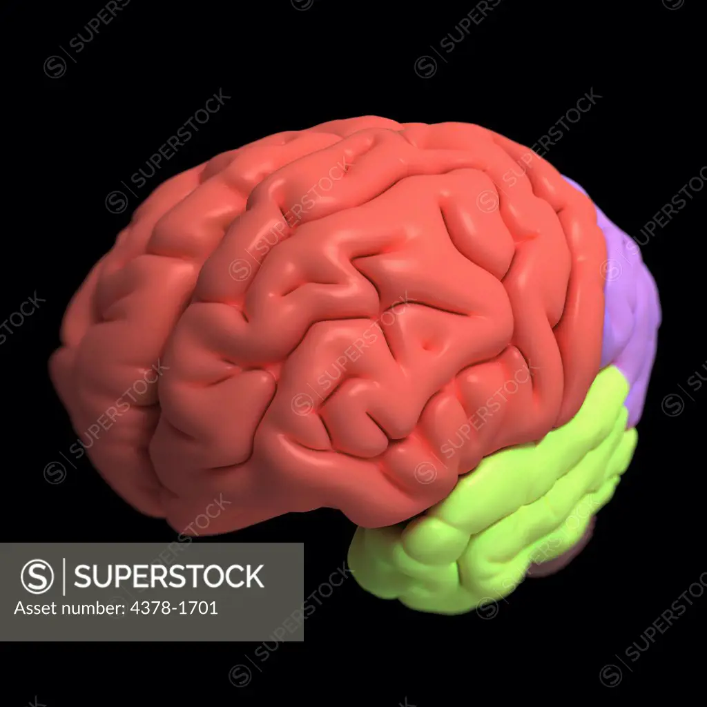 A model of the human brain, isolating different lobes with color.
