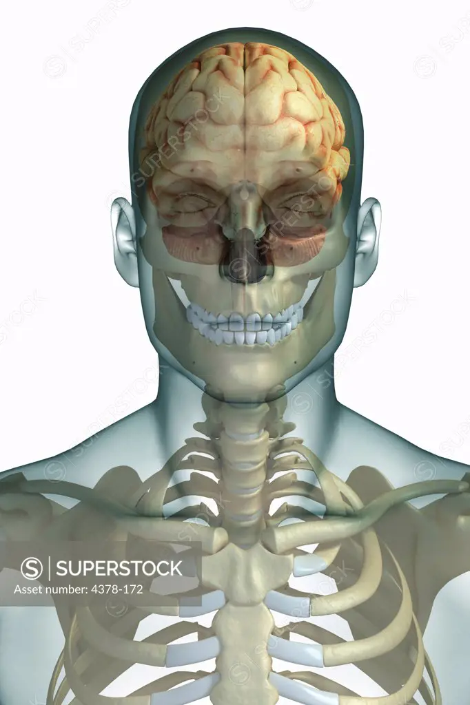 Stylized front view of the bones of the head and neck. The brain is also visible within the head.
