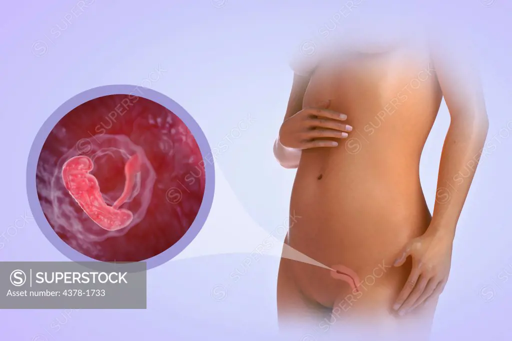 A human model showing pregnancy at week 5.