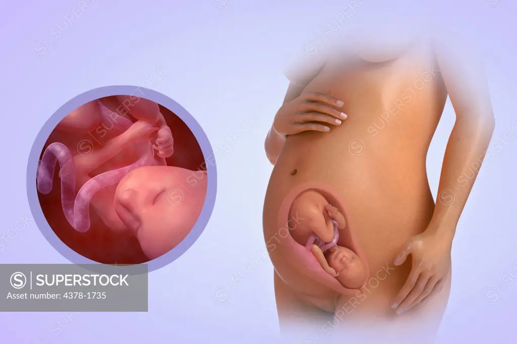 A human model showing pregnancy at week 28.