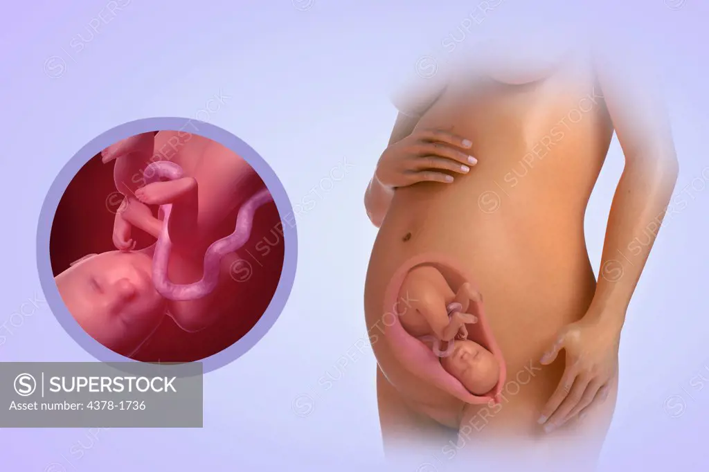 A human model showing pregnancy at week 26.