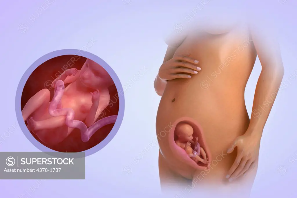 A human model showing pregnancy at week 22