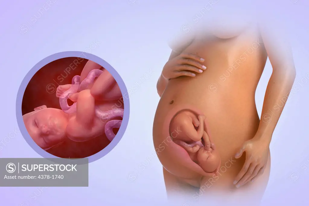 A human model showing pregnancy at week 33.