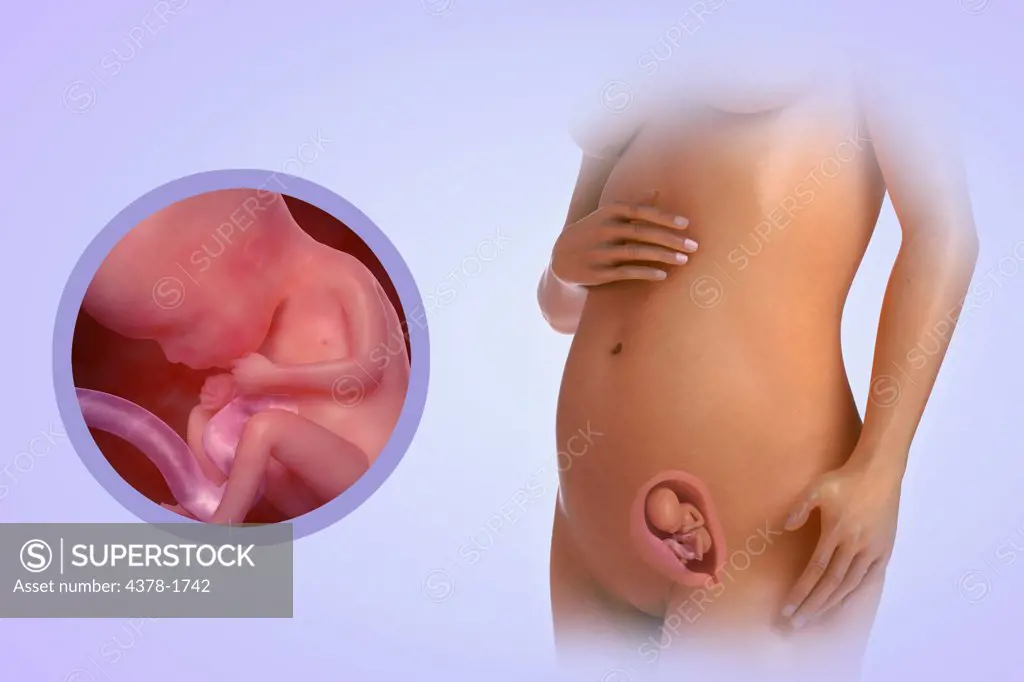 A human model showing pregnancy at week 15.