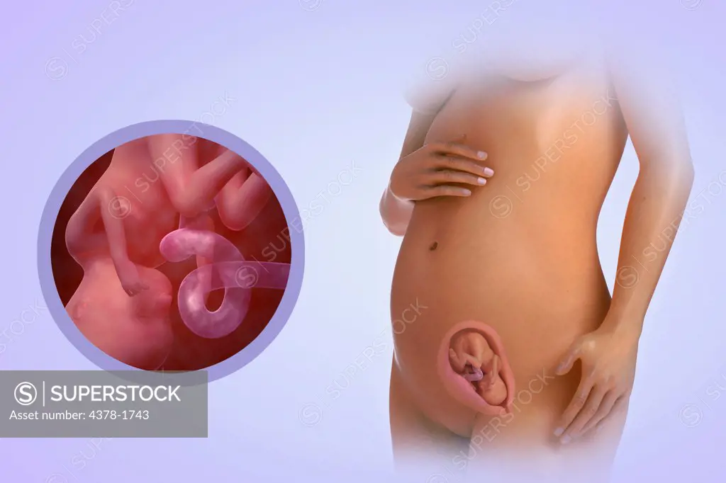 A human model showing pregnancy at week 17.